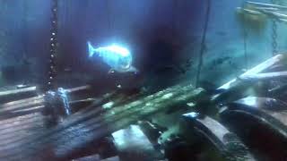 (Finding Nemo) Marlin & Dory meet Bruce