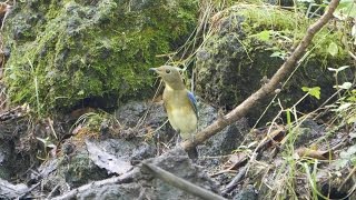 河口湖フィールドセンターのオオルリ（雄・幼鳥）その１４（4K動画）