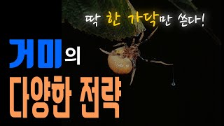 거미에 대한 다소 깊고 자세한 지식2