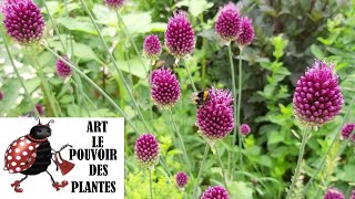 Jardinage: L'Allium sphaerocephalon Taille et entretien: plante vivace