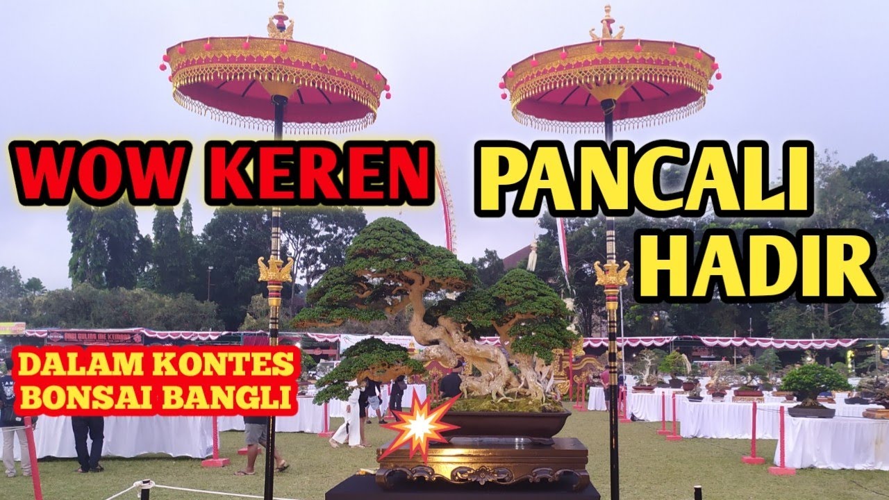 Pameran Dan Kontes Bonsai Kabupaten Bangli | Dalam Rangka HUT Kota ...