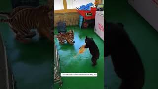 The pure friendship between a baby bear and tiger cub #tigercub #bear #shortsvideo #animalshorts