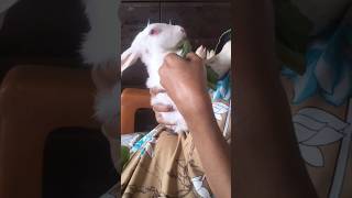 Meet Malar, the feisty bunny full of love \u0026 attitude!#Malar #Dobbit #BunnyLife #PetLovers #FunnyPets