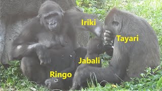 Iriki 要拿 Tayari嘴上的高麗菜。Jabali洞口玩 20211105 -1402 金剛猩猩 Taipei Zoo Gorilla