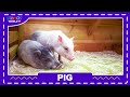 Animal Flashcards 2