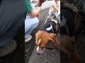 なでなでされてサラダバーやめちゃうルゥさん ビーグル 犬