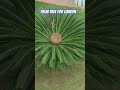 Palm tree for garden