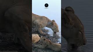 Lioness and Her Pride A Majestic Hydration Moment in the Maasai Mara #safarisighting#wildlifesafaris