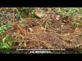 formosan wild boar 野豬 in yangmingshan 陽明山國家公園 sus scrofa