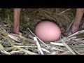 Chicken laying an egg! (CLOSE UP 3)