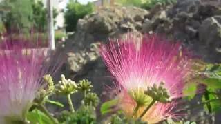 Arborele de matase  (Albizia julibrissin)