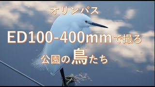 【オリンパスED100-400mmで撮る】公園の鳥たち