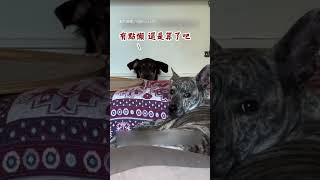 【感情散了】辛苦一整天回到家 沒有狗要出來迎接｜狗｜主人｜回家