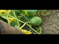 changkha pawh an rah ṭan ve ta e bittergourd farming agriculture