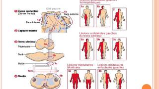 NEUROLOGIE Syndrome pyramidal 2015