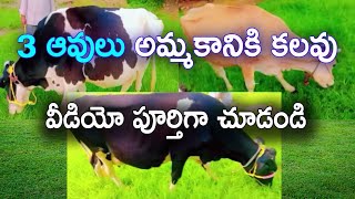 3 ఆవులు అమ్మకానికి కలవు | 3 cows available for sale | Please watch full video | @manapallefarms