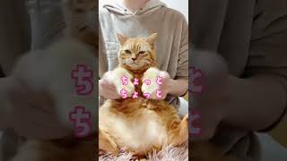 【猫ダンス🐾/ネコガネコロンダー】#猫 #shorts #cat #猫動画 #猫ダンス #ネコガネコロンダー