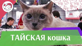 Тайская кошка. Особенности. Уход