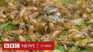 Ҳар 17 йилда ер остидан чиқиб, фақат Америкага ёпириладиган мавжудот - BBC News O'zbek