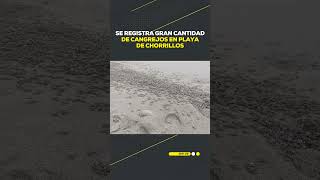 🔴 Se registra una gran cantidad de cangrejos en la playa La Herradura en Chorrillos #SHORTRPP