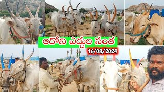 ఆదోని శుక్రవారం ఎద్దుల సంత - సంతలో ధరలు//Adoni friday Bull's Market Oxe's price video's 2024