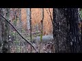 2019 nc deer rutting bucks