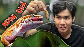 Quang BM | Detecting Strange Creatures 🦎 Mutant Pets