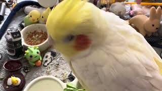 オカメインコのチョコボのモーニングルーティン 2025.1.12