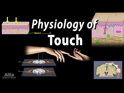 How do humans sense touch?