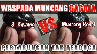 Muncang Gagala VS Si Kawung