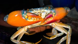 #Live CRAB (কাঁকড়া)CATCHING(সুন্দরবনের কাঁকড়া) NEAR SUNDARBAN !! Fishing!!