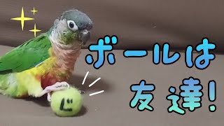 【ウロコインコ】ボール遊び♪︎