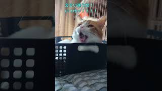 千載一遇のチャンス到来。大あくび中の猫ちゃんに一度試してみたかったことにチャレンジしてみた結果がこちら #shorts #ネコ #猫 #ねこ #ねこのいる生活