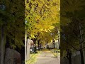 若宮大通の銀杏並木がいまとても綺麗です the ginkgo trees on wakamiya odori are very beautiful now. nagoya shorts