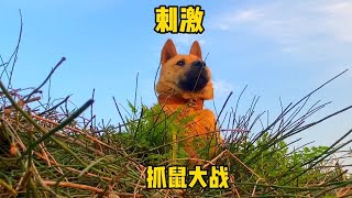 刺激！带狗狗栽西瓜回来，田园犬大战田园鼠！来福小田园化身战士。