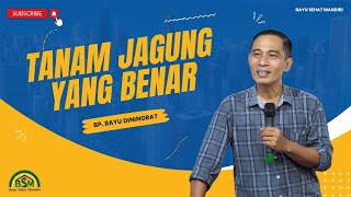 JARAK TANAM JAGUNG YANG IDEAL #pelatihanbsm  #bayudiningrat