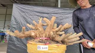 linh sam sỉ , lẻ từ 450k....0989134254