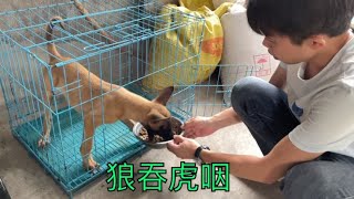 两个月的小马犬食物动力特别好，鸡胸肉拌狗粮，狼吞虎咽吃个精光