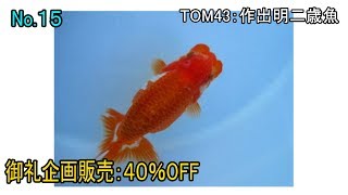 らんちゅう（金魚の王様）売約済み　＃０１５　明二歳：約１２センチ　オス　特選種クラス