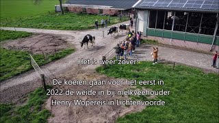 2022 DJI Mini 2 - Koeiendans @ Veehouder Henny Wopereis in Lichtenvoorde