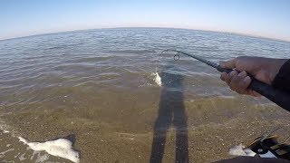 New Personal Best Bluefish !!!   Jamaica Bay