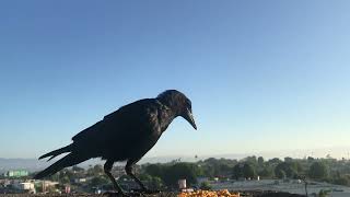 GRUMPY ASS CROW