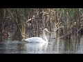 野鳥撮影・ 野鳥動画・二羽のオオハクチョウ