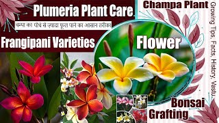 Plumeria Care Tips, Champa Plant Varieties, Frangipani Cutting \u0026 Grafting, चम्पा के पौधे की देखभाल