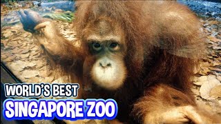 Singapore Zoo 2025: Is This the Best Zoo in the World? | A Wildlife Experience Like No Other!