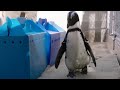 This Penguin Wears Custom Orthopedic Boots