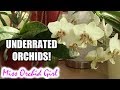 5 Orchids I think are underrated!