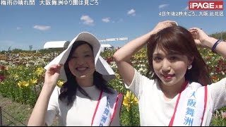 ゆり娘かわいくPR　大阪舞洲ゆり園　7月5日まで色鮮やかなユリ250万輪