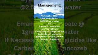 Rice pest management | Leaf folder | #rice #agriculture