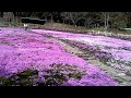 國田家の芝桜① 20170424